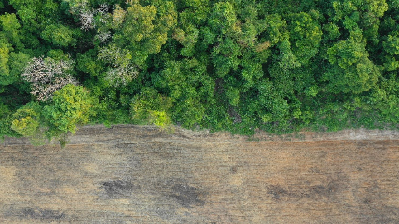 Deforestation-Free Supply Chain Management & EUDR Compliance FNC01